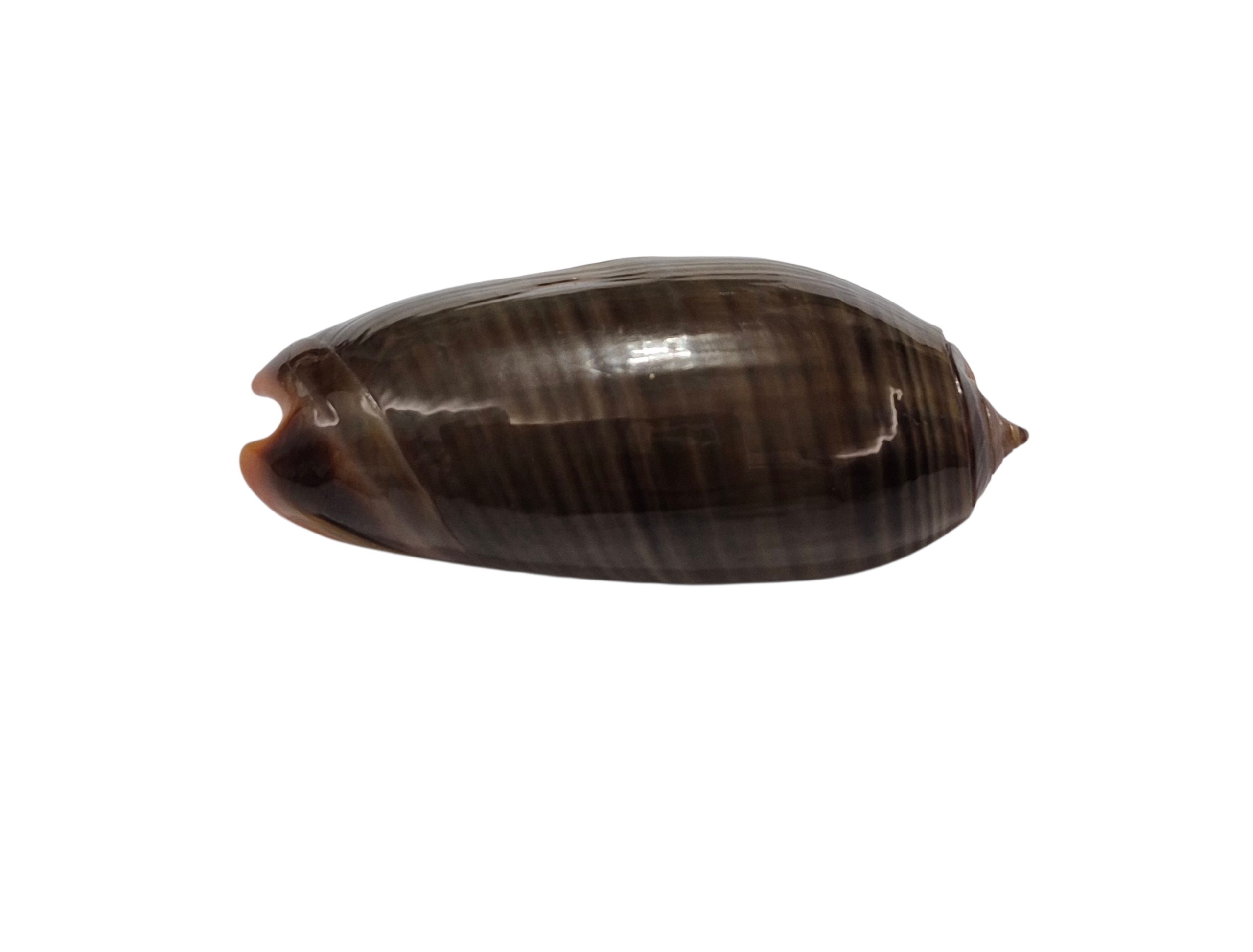 BC099 Oliva rubrolabiata - Image 4