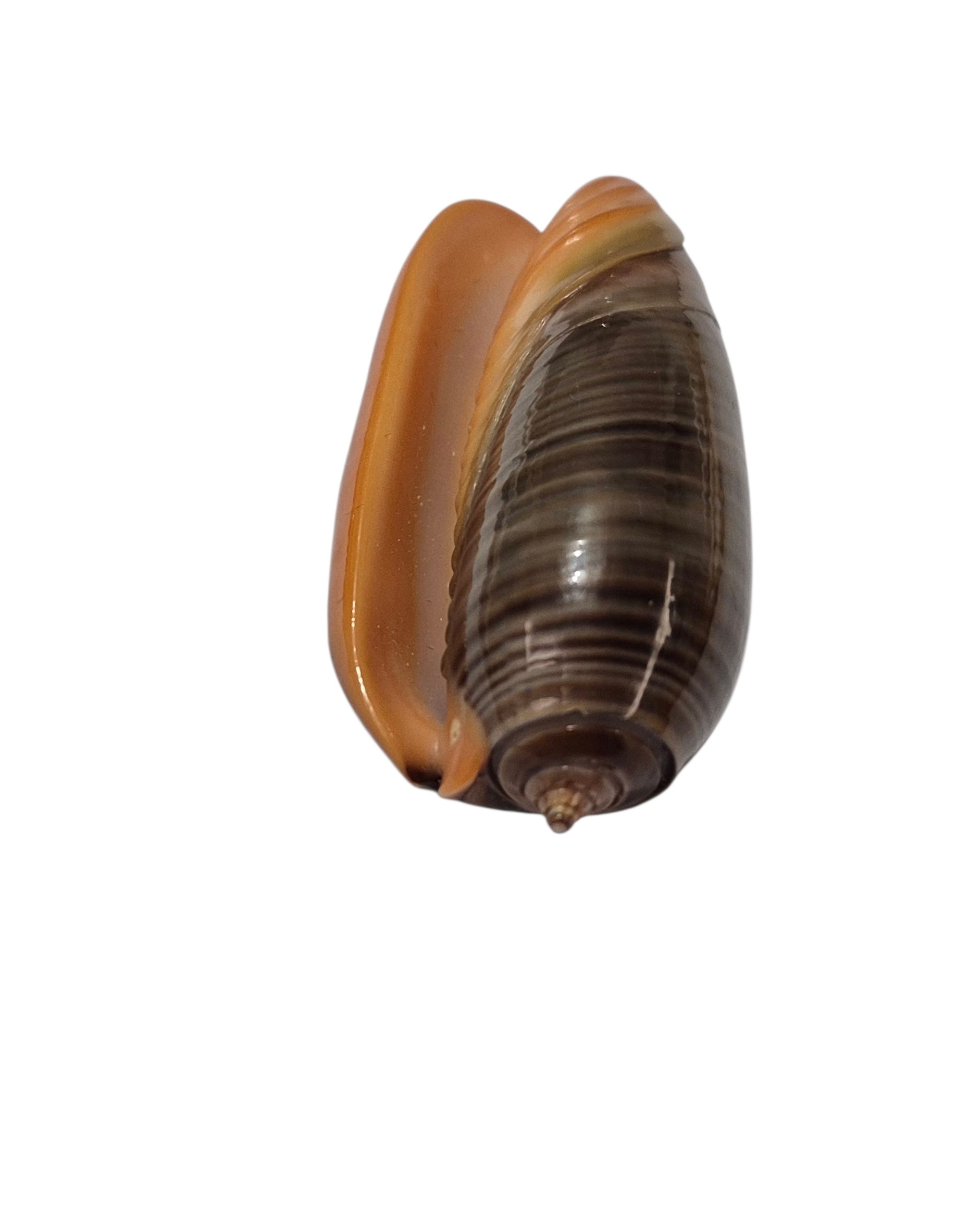 BC099 Oliva rubrolabiata - Image 5
