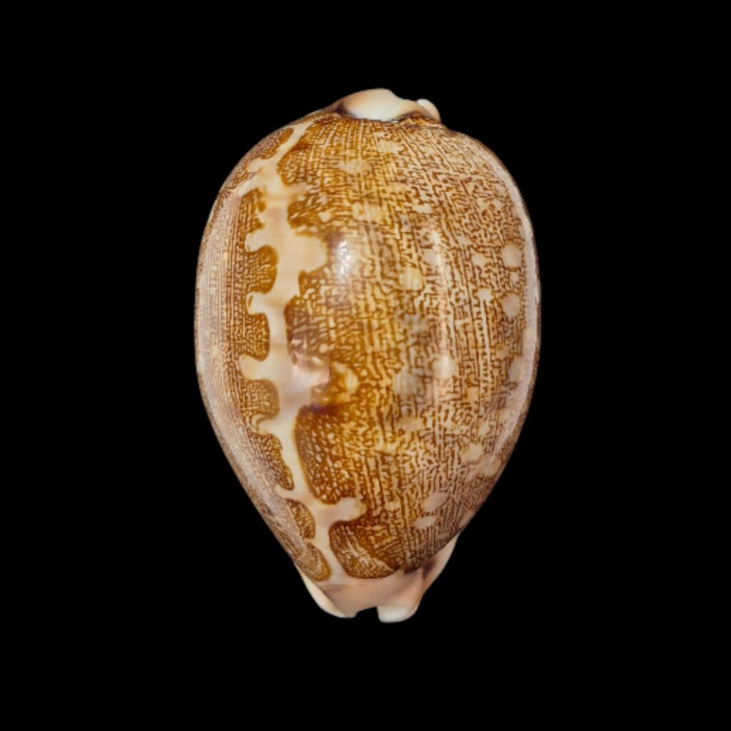 BC273 Leporycypraea mappa viridis