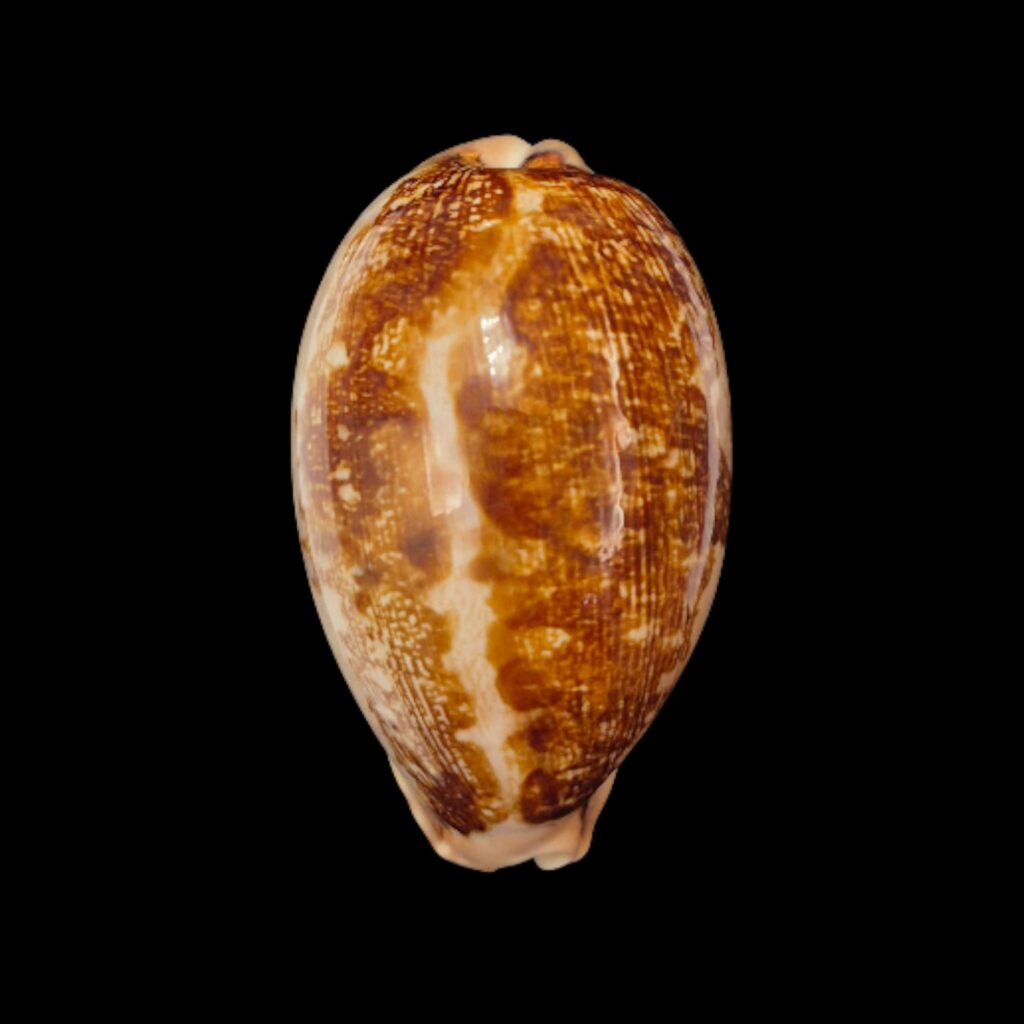BC275 Leporycypraea mappa viridis montrouzieri