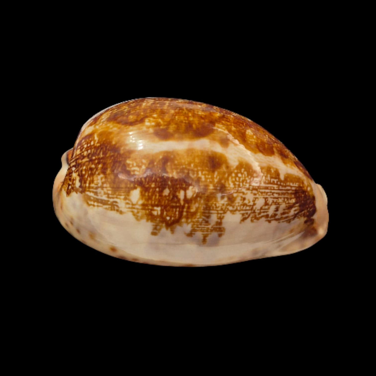 BC275 Leporycypraea mappa viridis montrouzieri - Image 2
