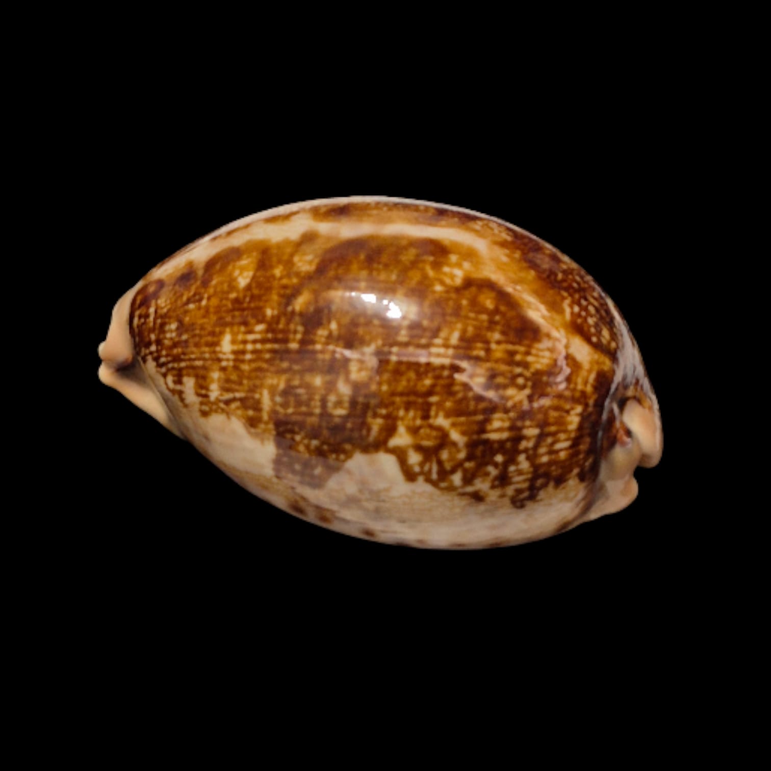 BC275 Leporycypraea mappa viridis montrouzieri - Image 3