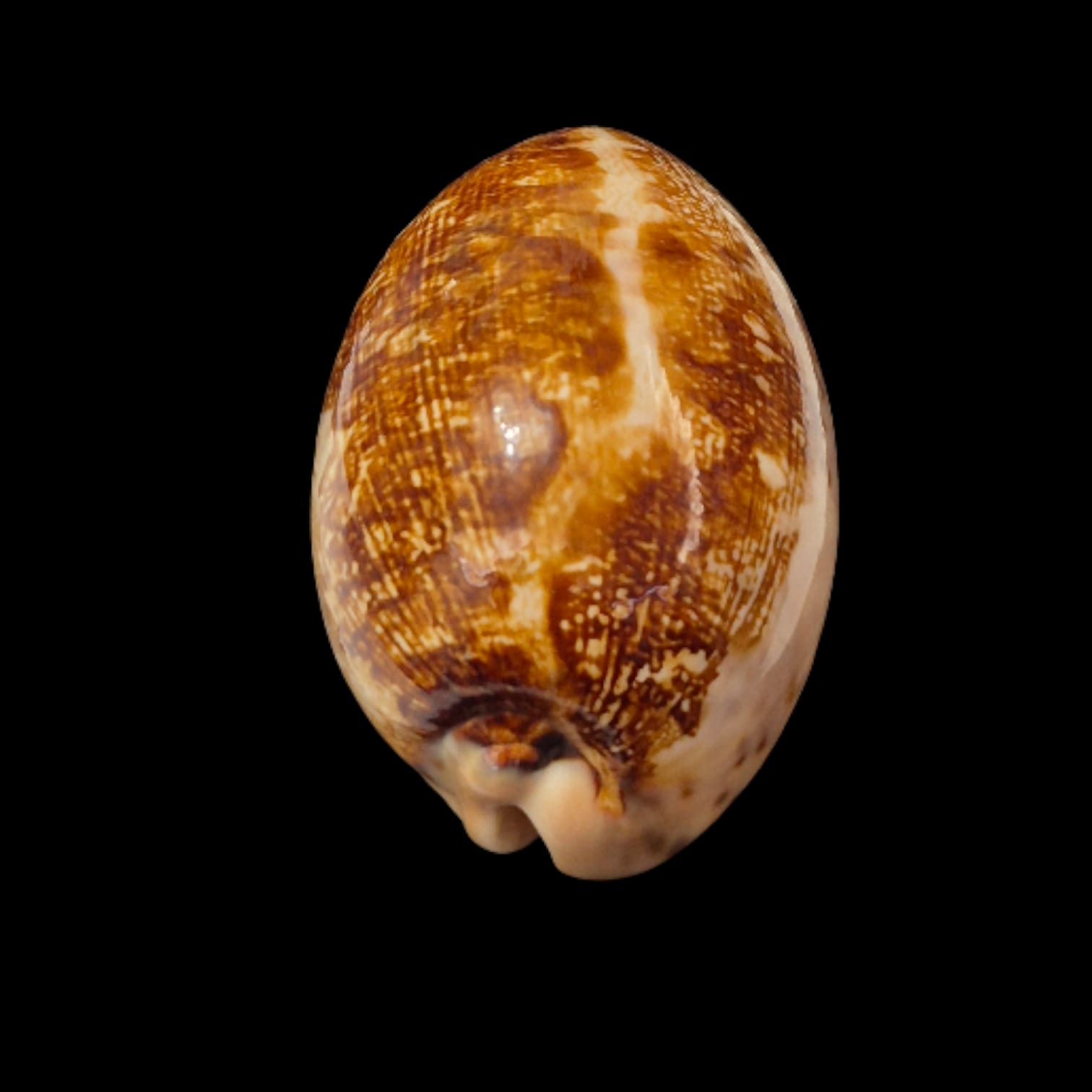 BC275 Leporycypraea mappa viridis montrouzieri - Image 4