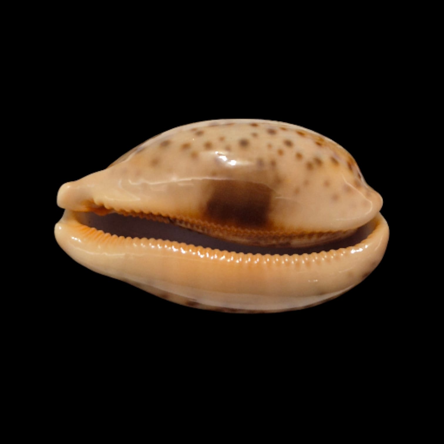 BC275 Leporycypraea mappa viridis montrouzieri - Image 5