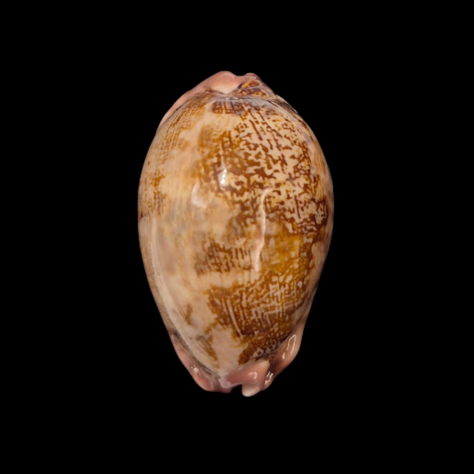 BC276 Leporycypraea rosea cfr. aliwalensis