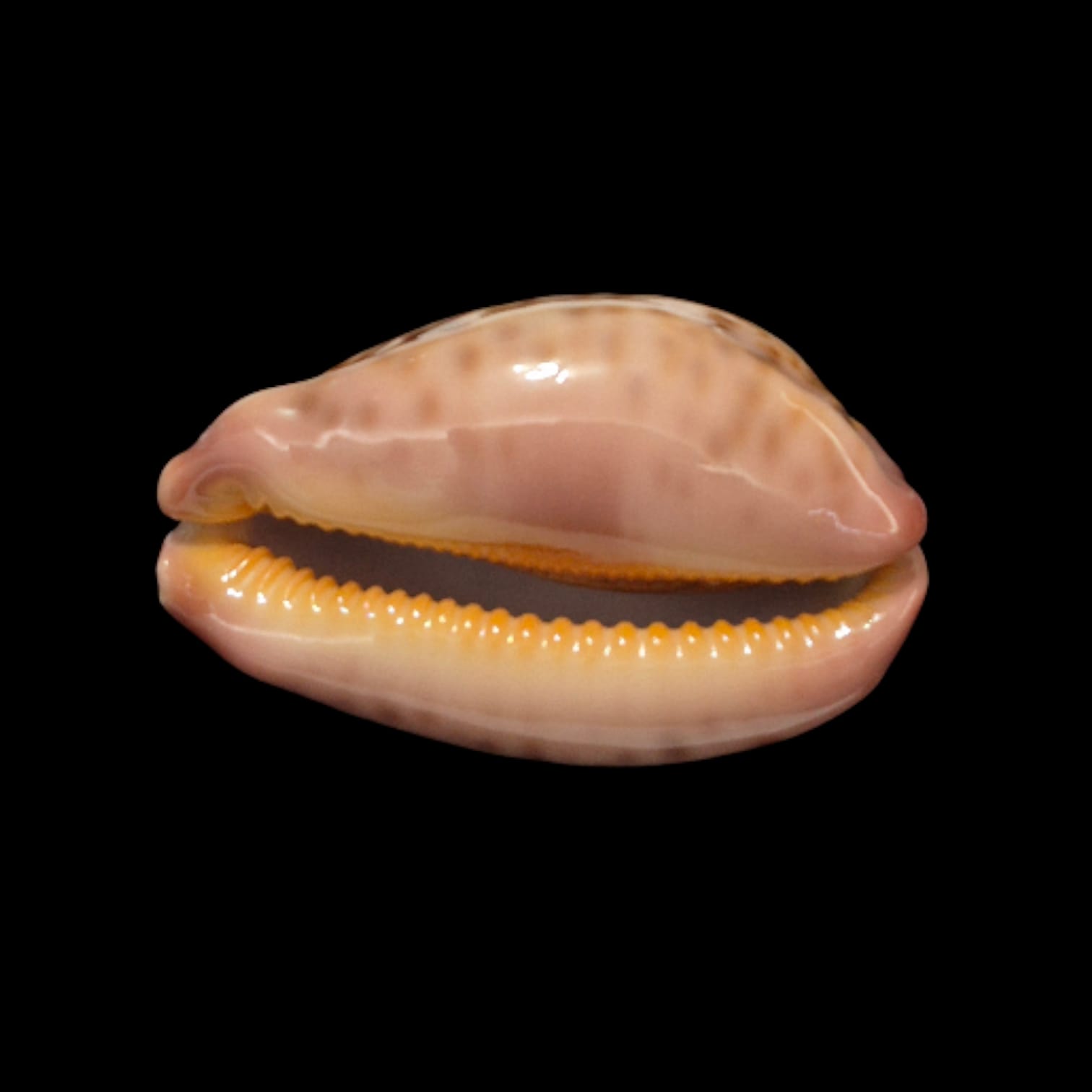 BC276 Leporycypraea rosea cfr. aliwalensis - Image 2