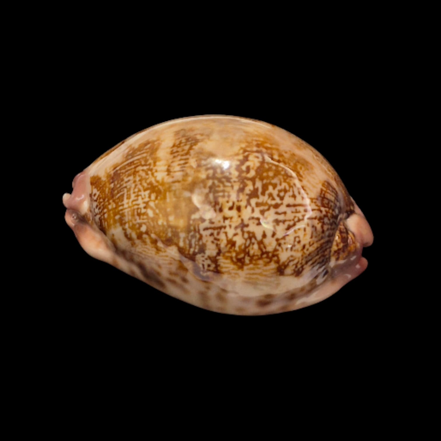 BC276 Leporycypraea rosea cfr. aliwalensis - Image 3
