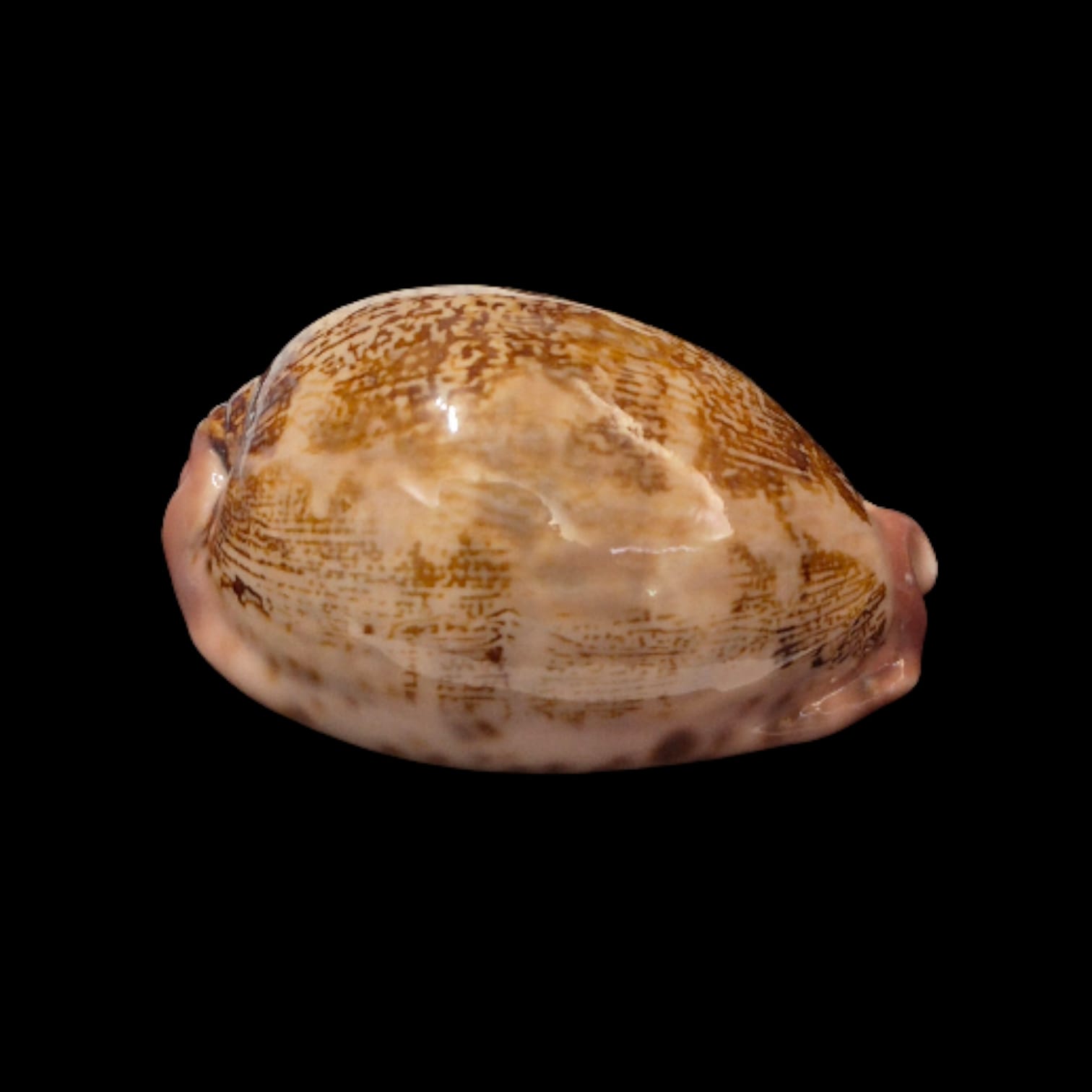 BC276 Leporycypraea rosea cfr. aliwalensis - Image 4