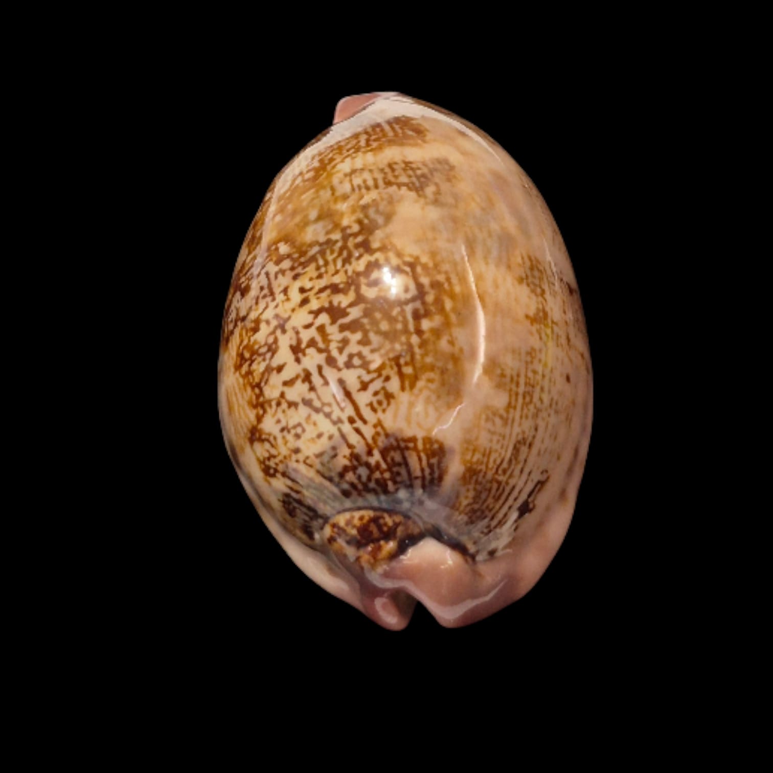 BC276 Leporycypraea rosea cfr. aliwalensis - Image 5