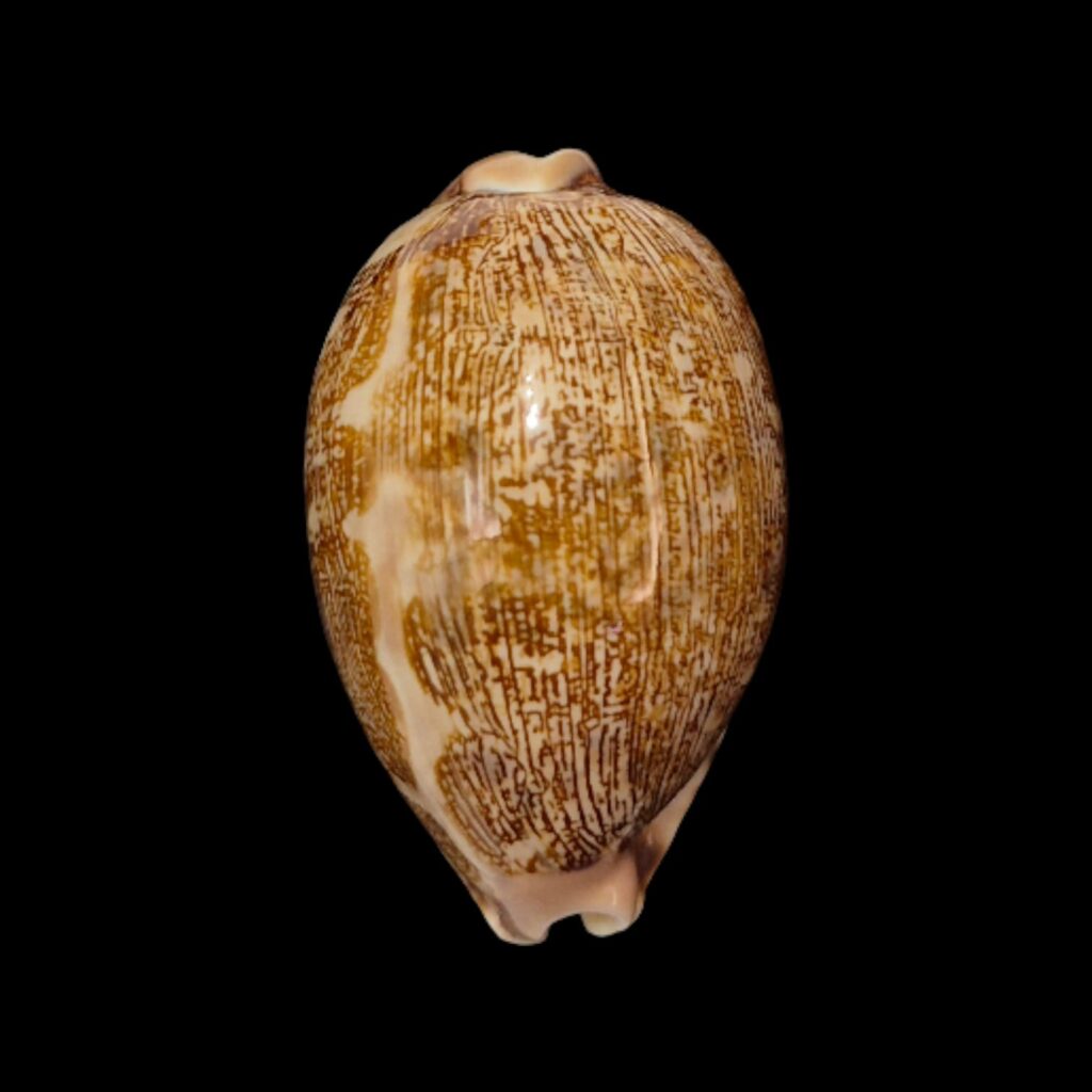 BC277 Leporycypraea mappa