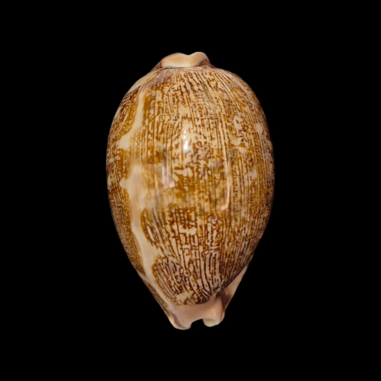 BC277 Leporycypraea mappa