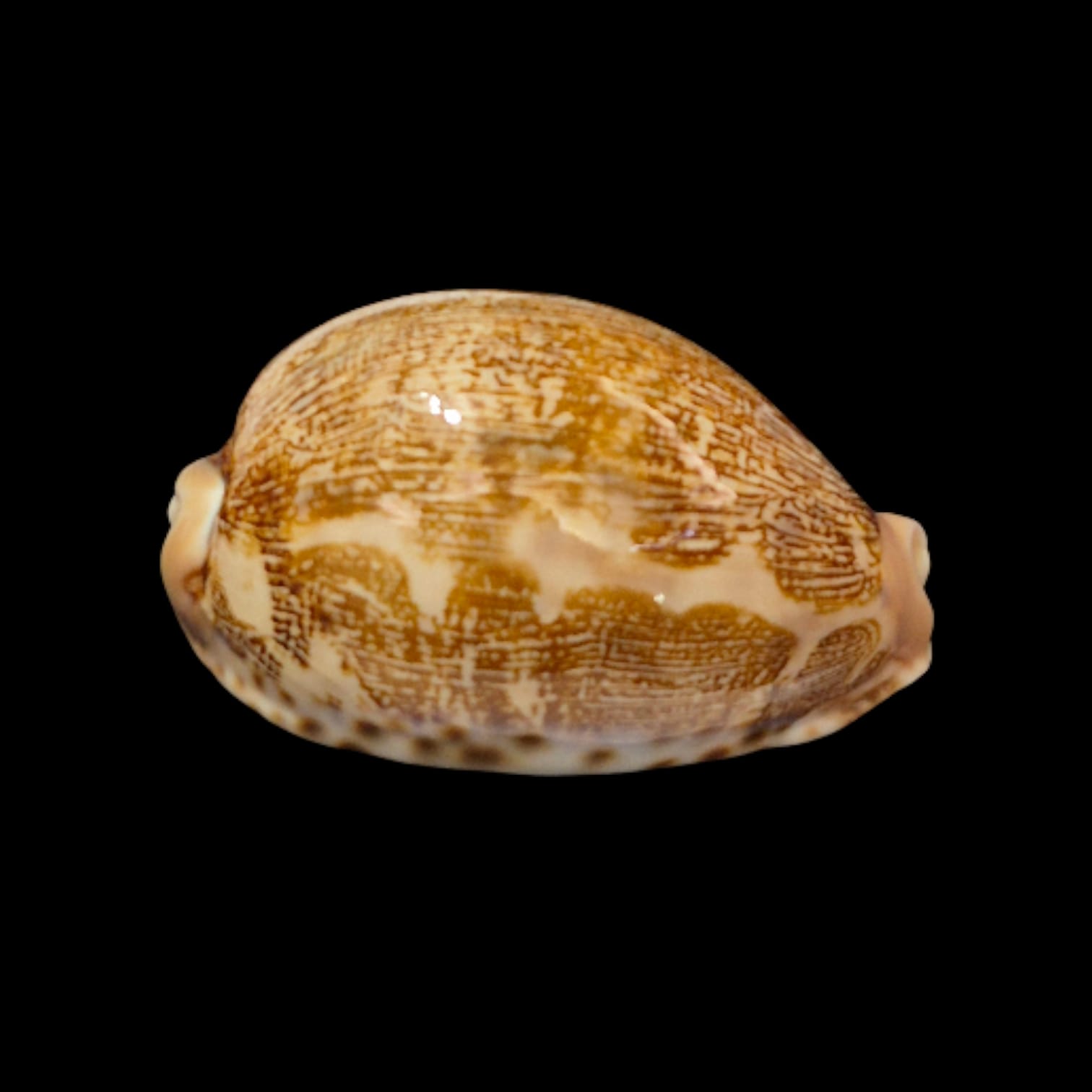 BC277 Leporycypraea mappa - Image 2