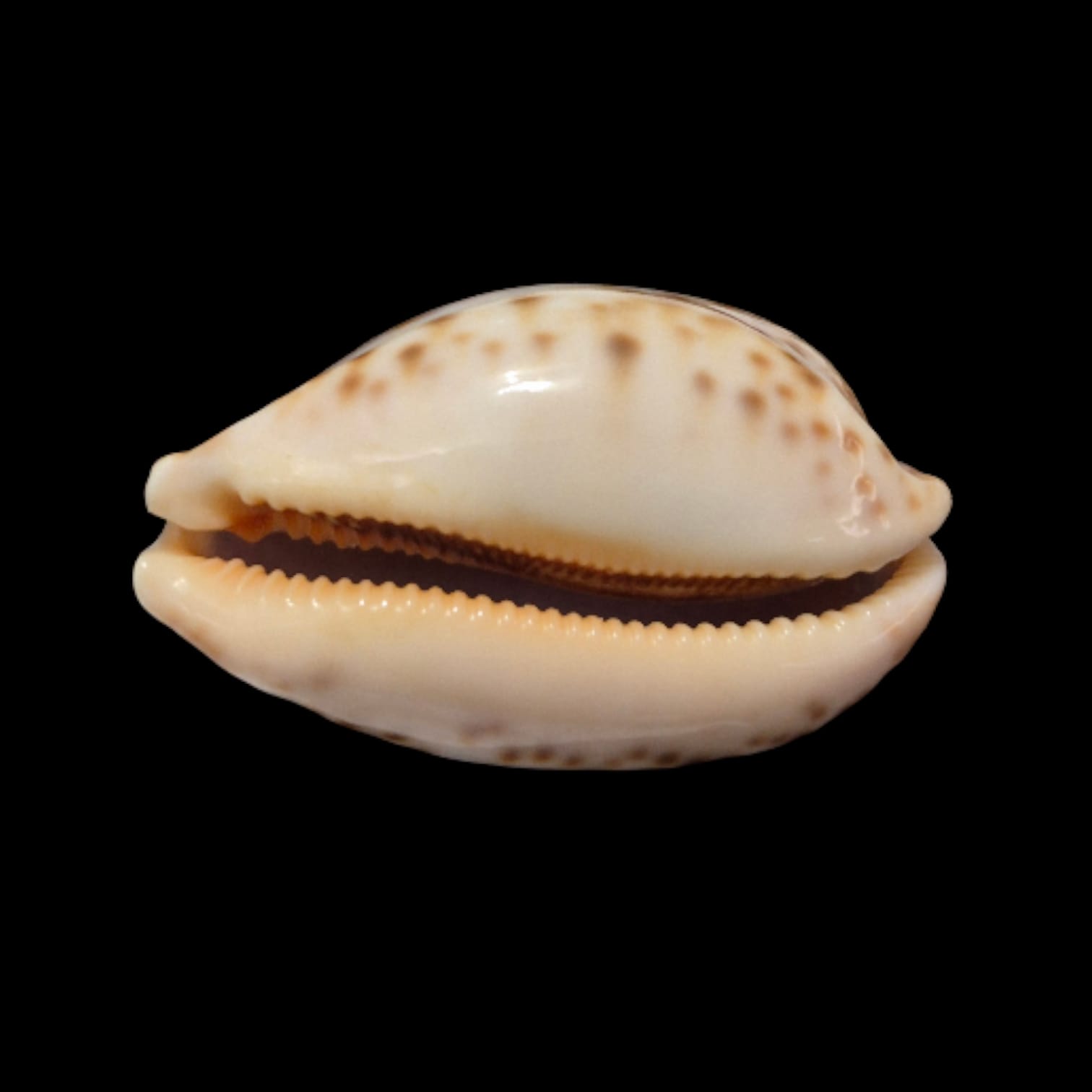 BC277 Leporycypraea mappa - Image 3