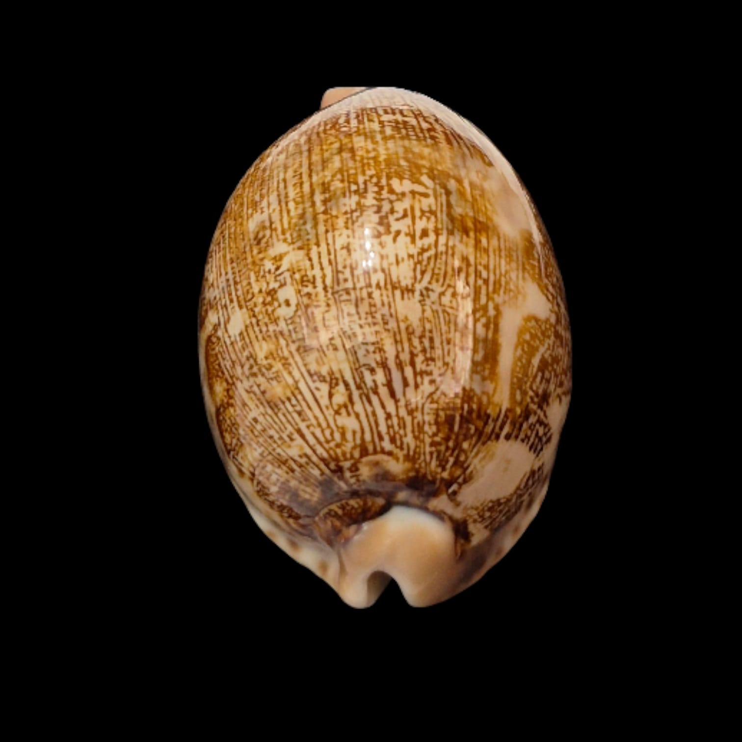BC277 Leporycypraea mappa - Image 4