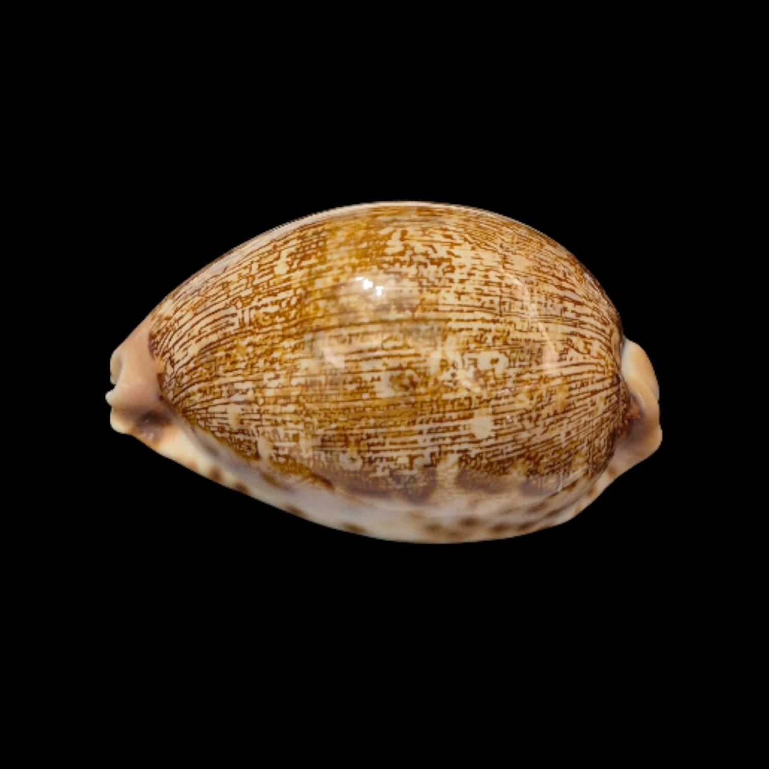 BC277 Leporycypraea mappa - Image 5