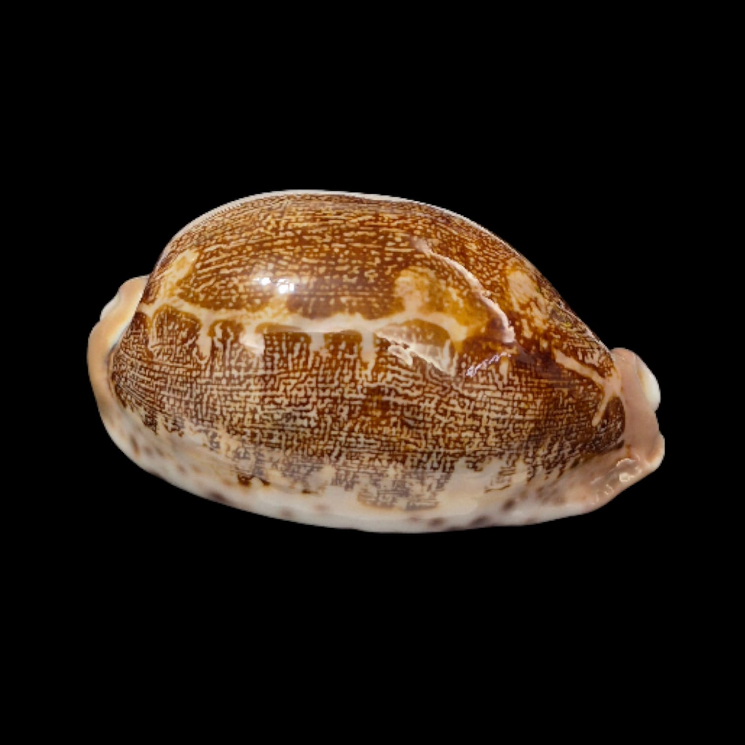 BC279 Leporycypraea rosea ultraviola - Image 2