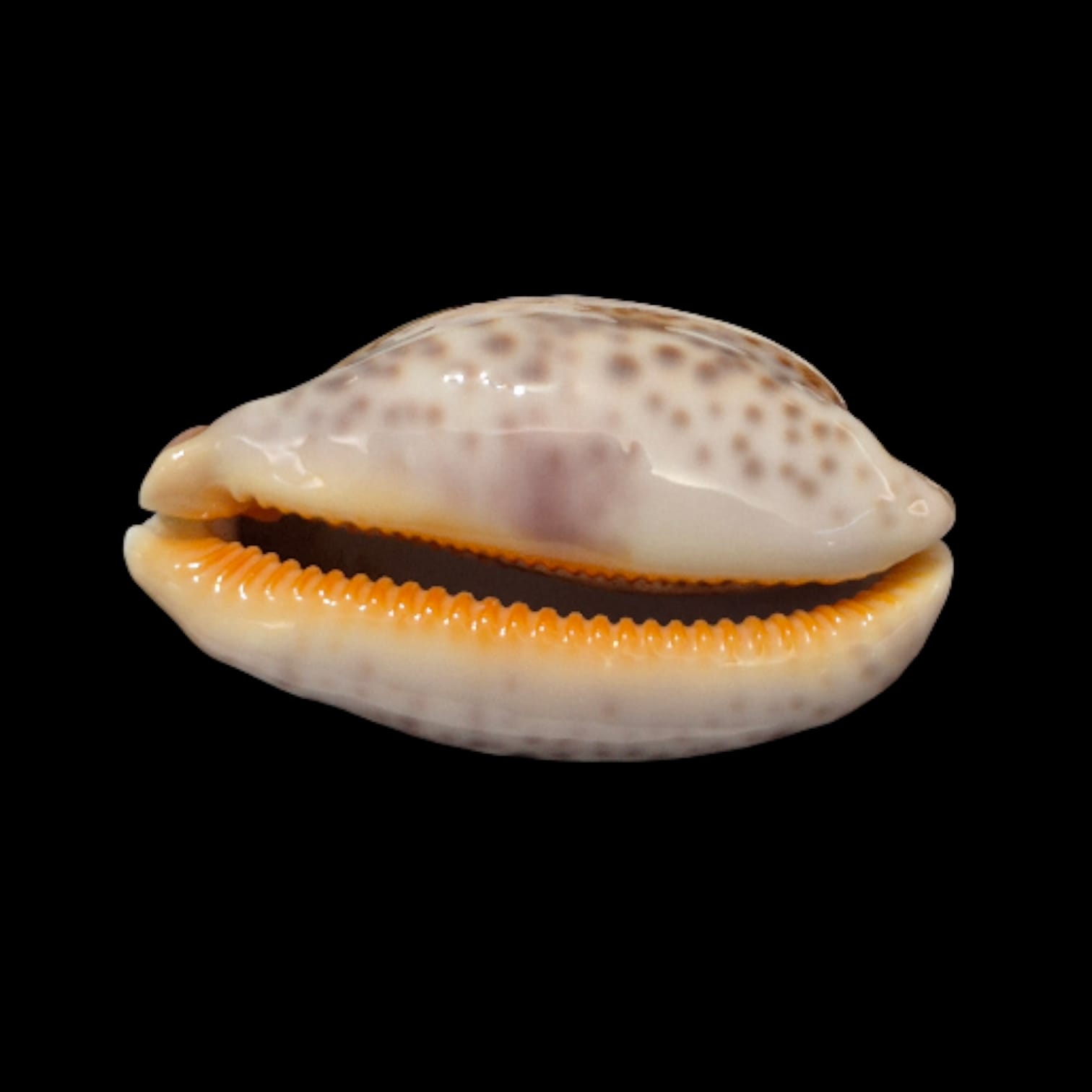 BC279 Leporycypraea rosea ultraviola - Image 3