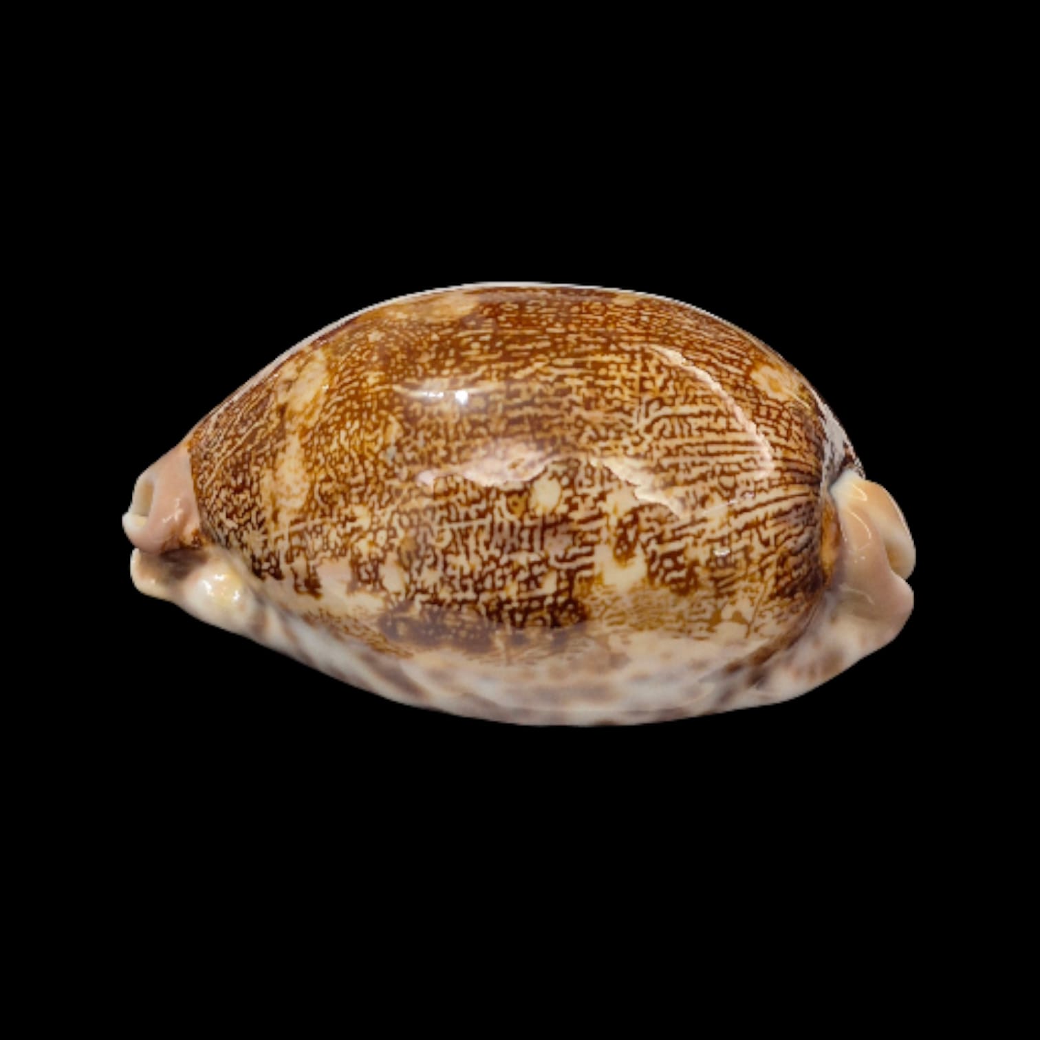 BC279 Leporycypraea rosea ultraviola - Image 4