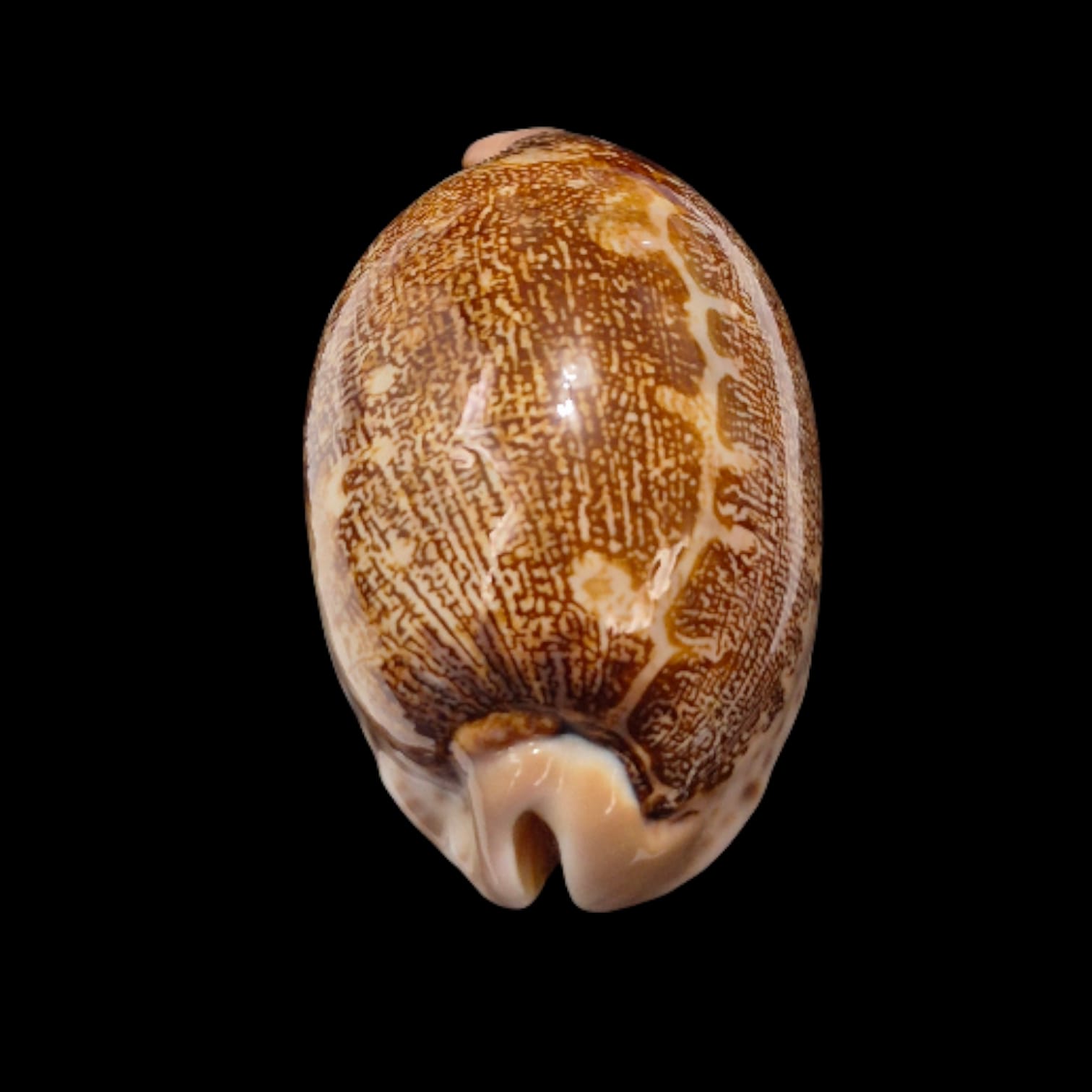 BC279 Leporycypraea rosea ultraviola - Image 5