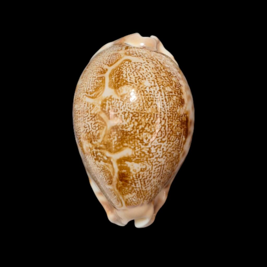 BC280 Leporycypraea geographica rewa