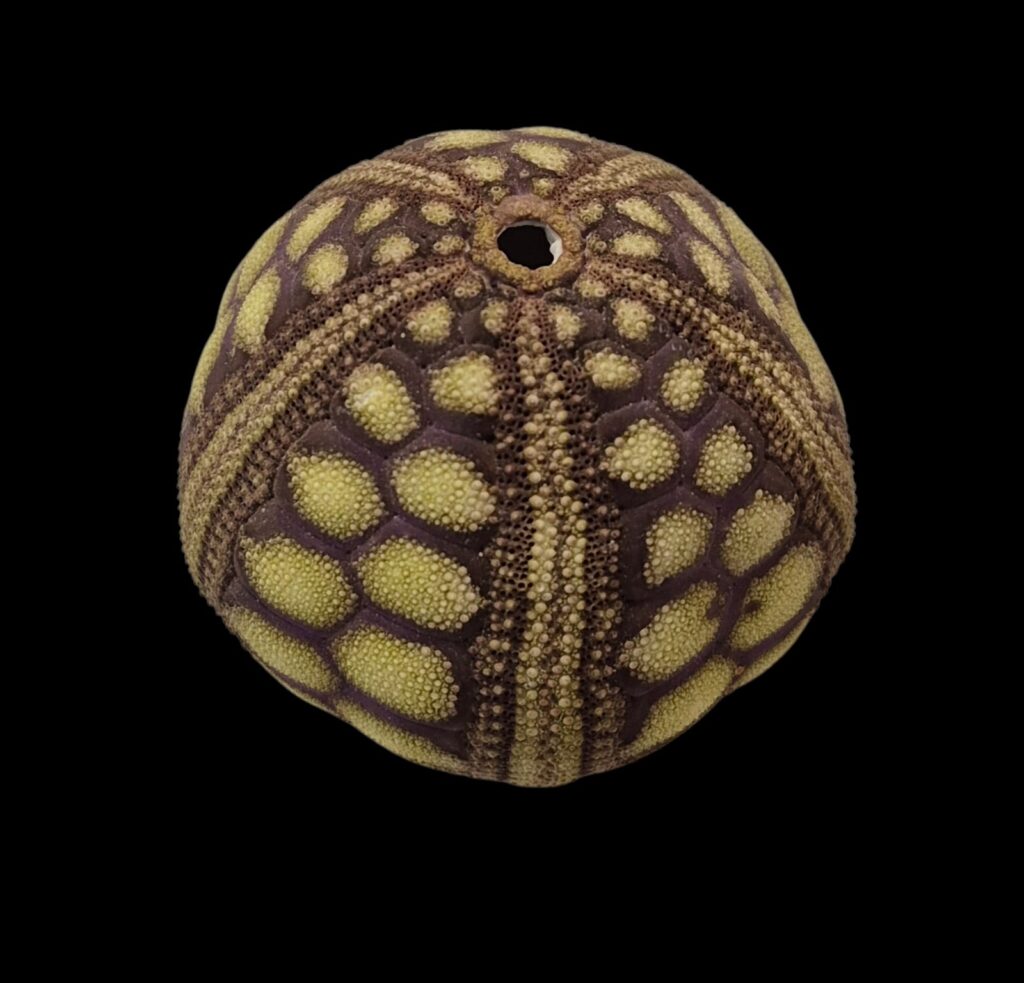 BC281 Microcyphus rousseaui - BIG SIZE