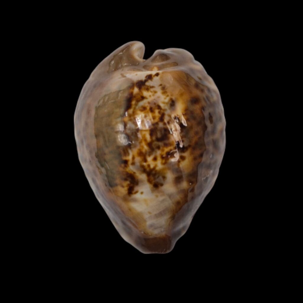 BC282 Barycypraea teulerei - XXXL SIZE