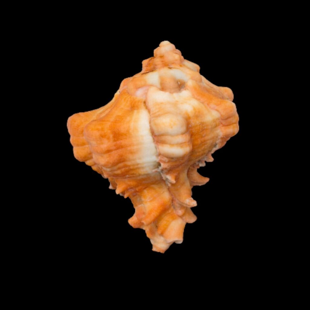 BC284 Hexaplex kuesterianus w/o - ORANGE FORM