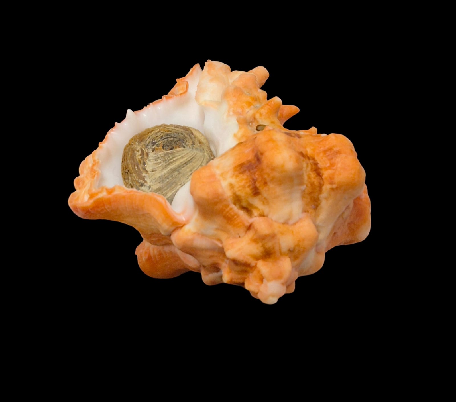 BC284 Hexaplex kuesterianus w/o - ORANGE FORM - Image 4