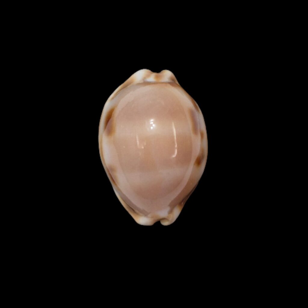 BC288 Luria tessellata - BIG SIZE