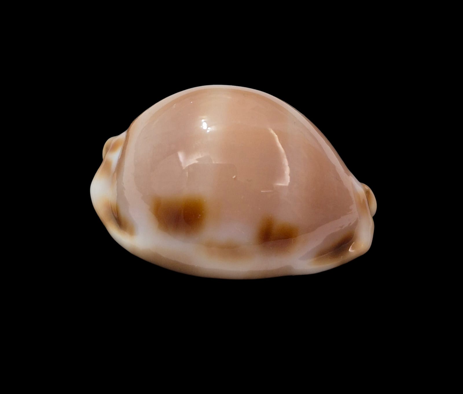 BC288 Luria tessellata - BIG SIZE - Image 2