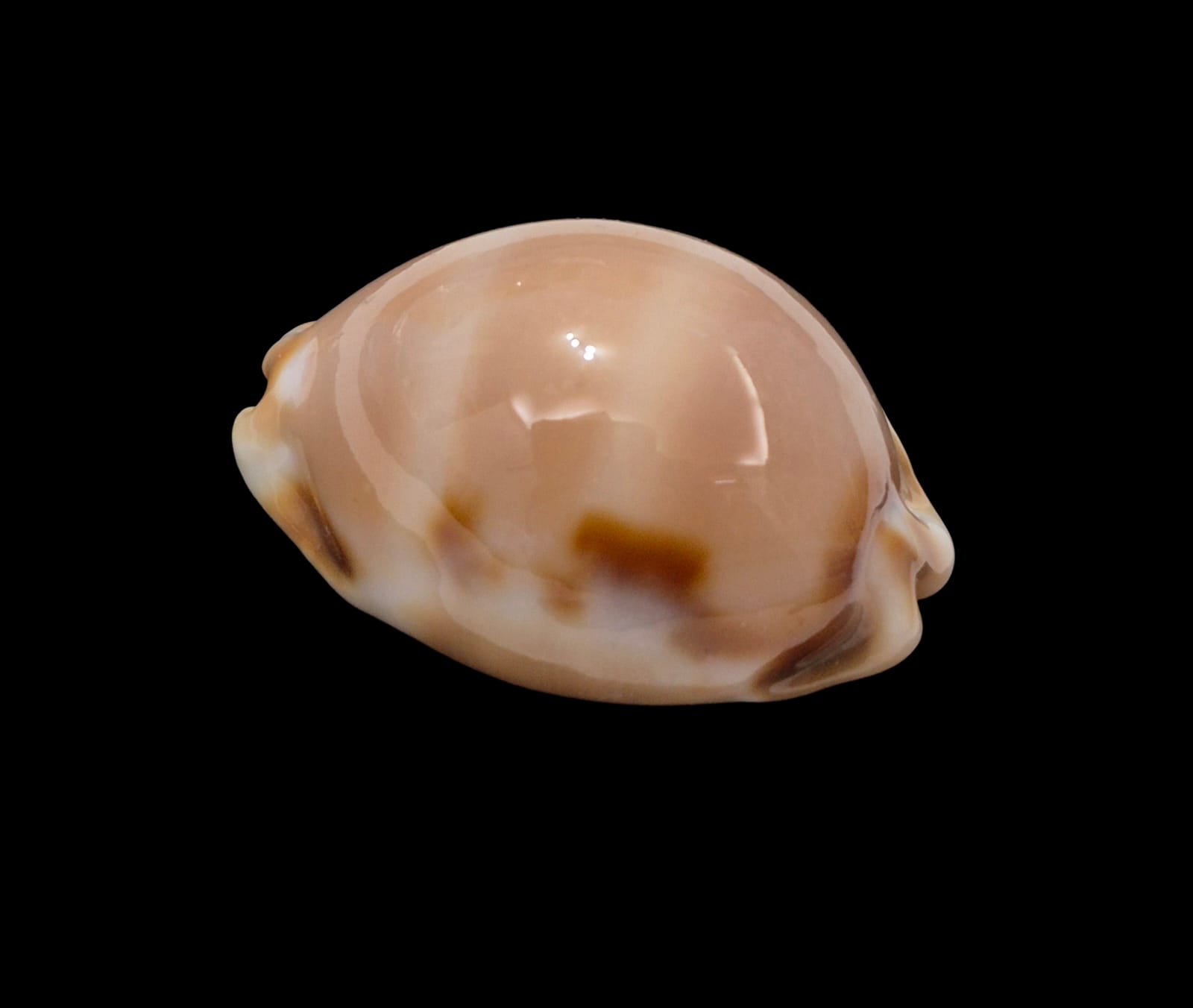 BC288 Luria tessellata - BIG SIZE - Image 3