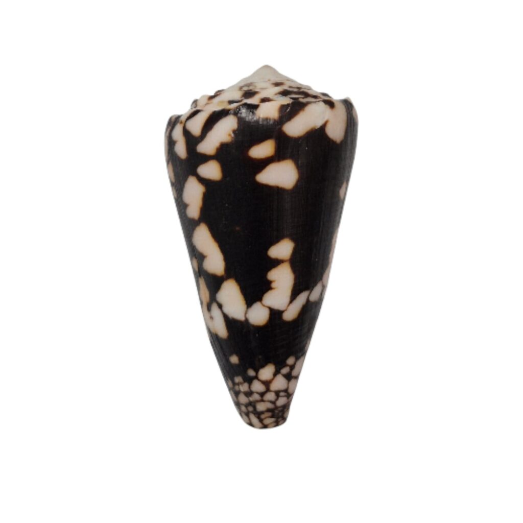 BC292 Conus nocturnus w/o - LARGE BEAUTY