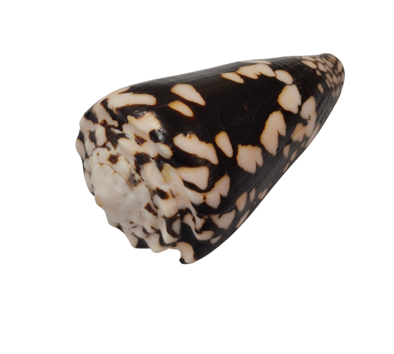 BC292 Conus nocturnus w/o - LARGE BEAUTY - Image 3