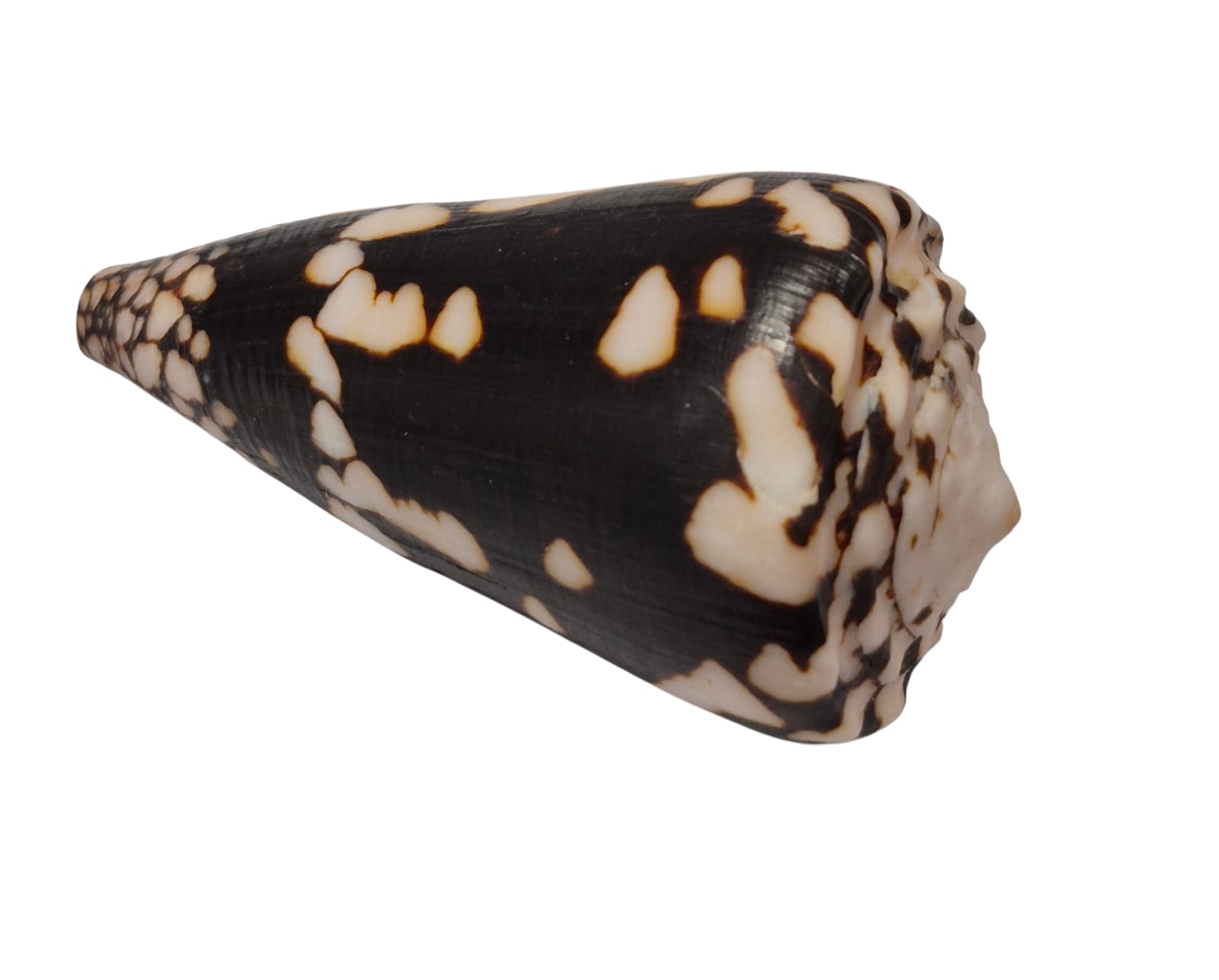 BC292 Conus nocturnus w/o - LARGE BEAUTY - Image 5