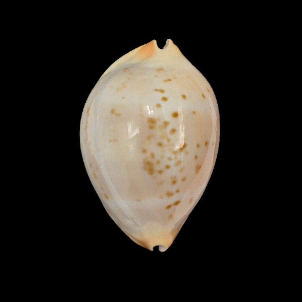 BC296 Zoila kostini - GREAT COLORS