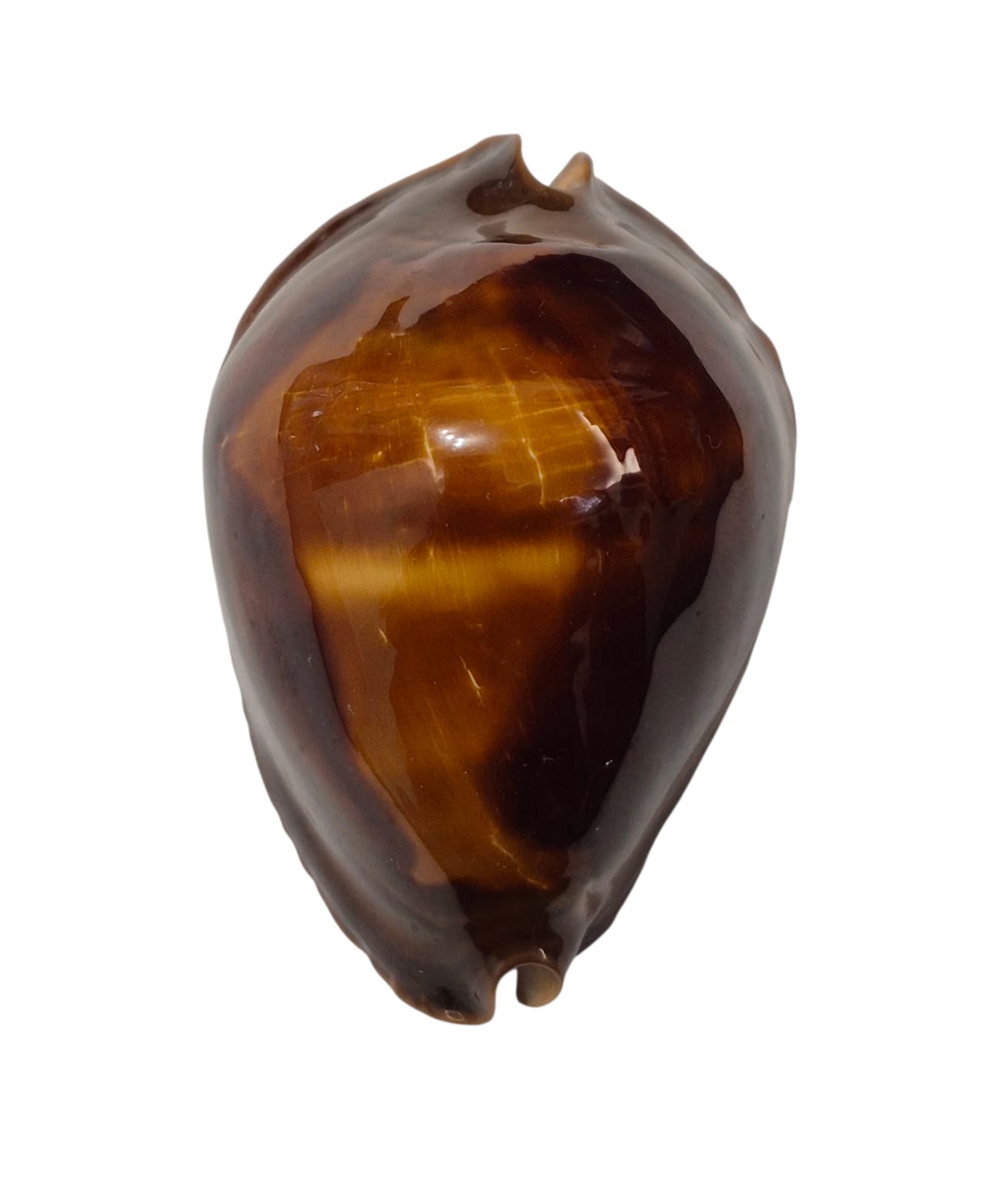 BC300 Zoila rosselli satiata - XL SIZE - Image 2