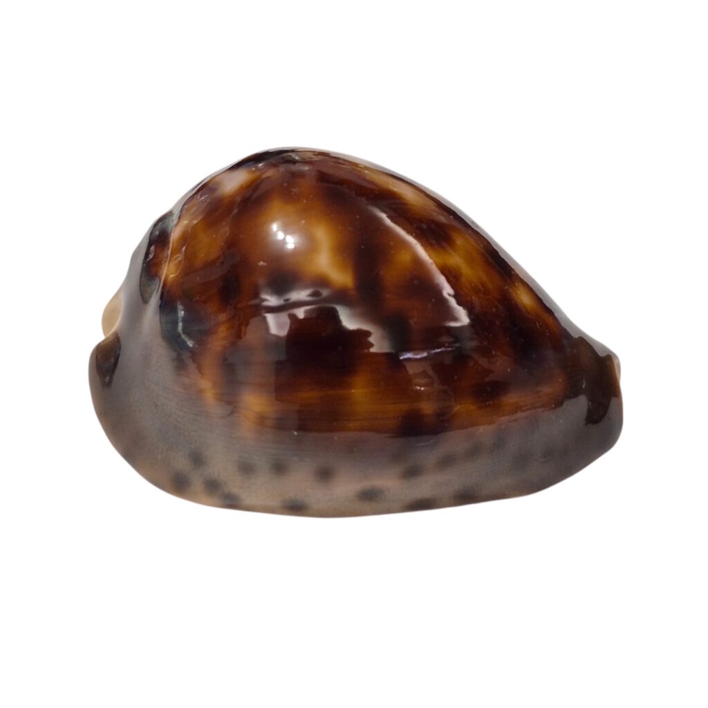 BC299 Zoila venusta episema