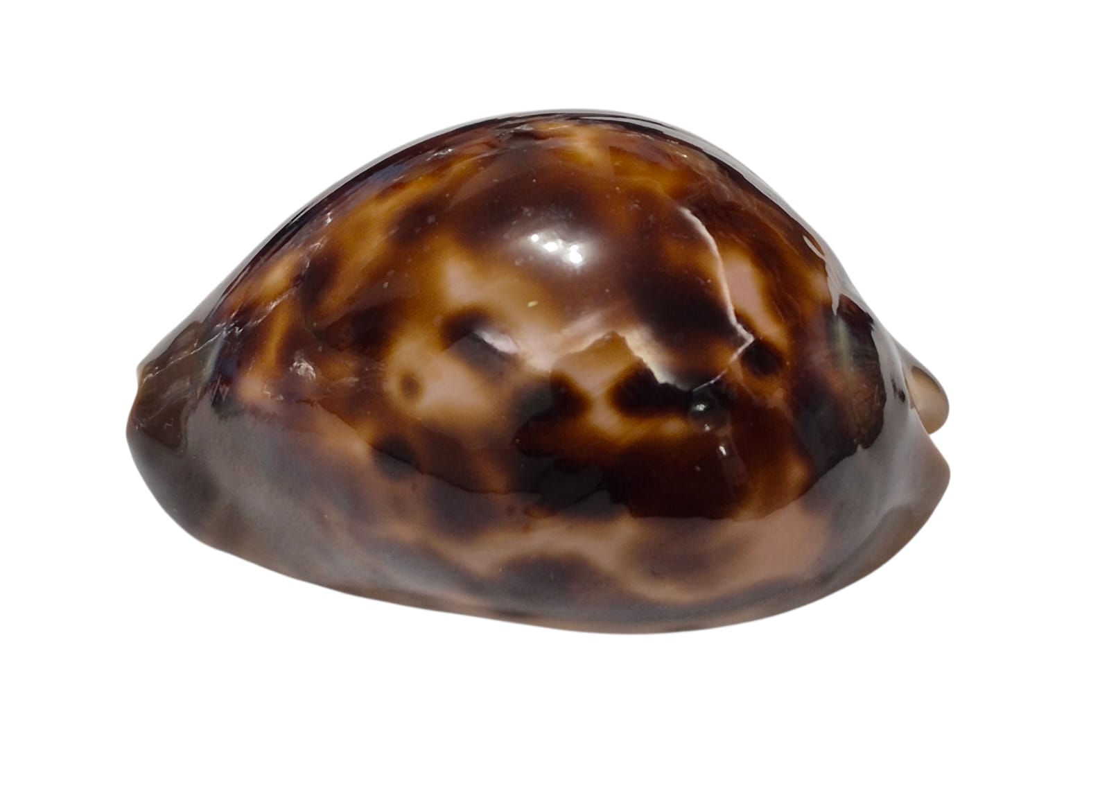 BC299 Zoila venusta episema - Image 3