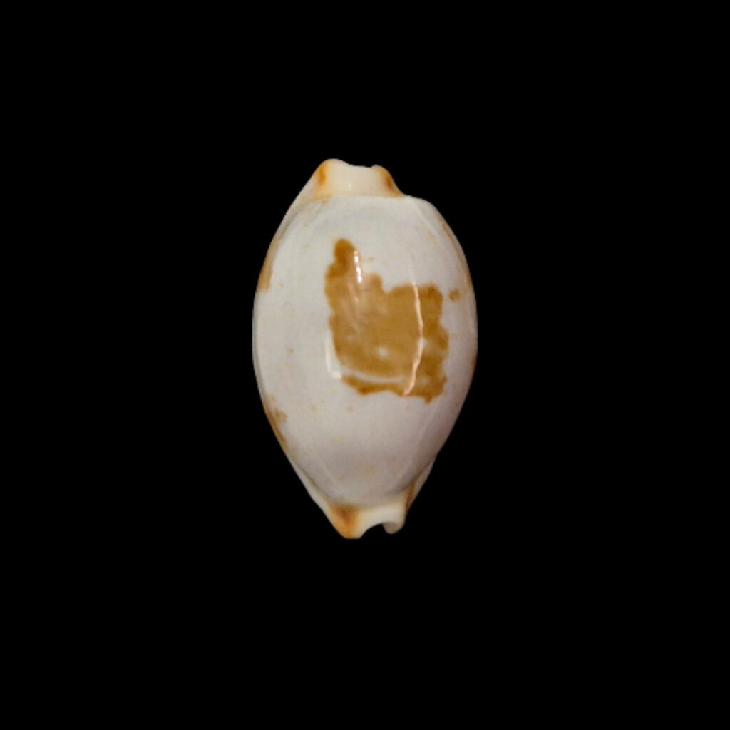 BC304 Bistolida brevidentata