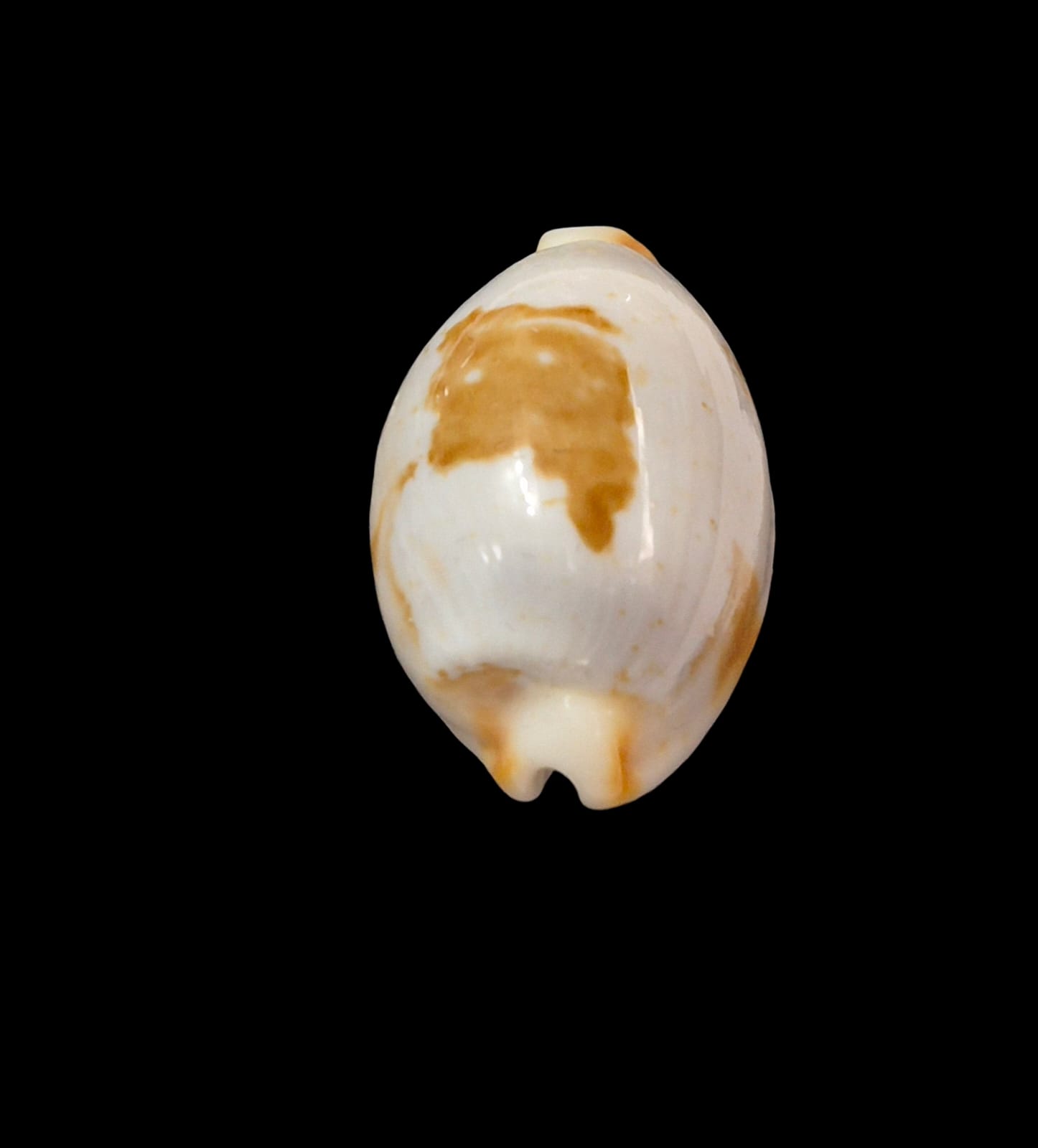 BC304 Bistolida brevidentata - Image 4