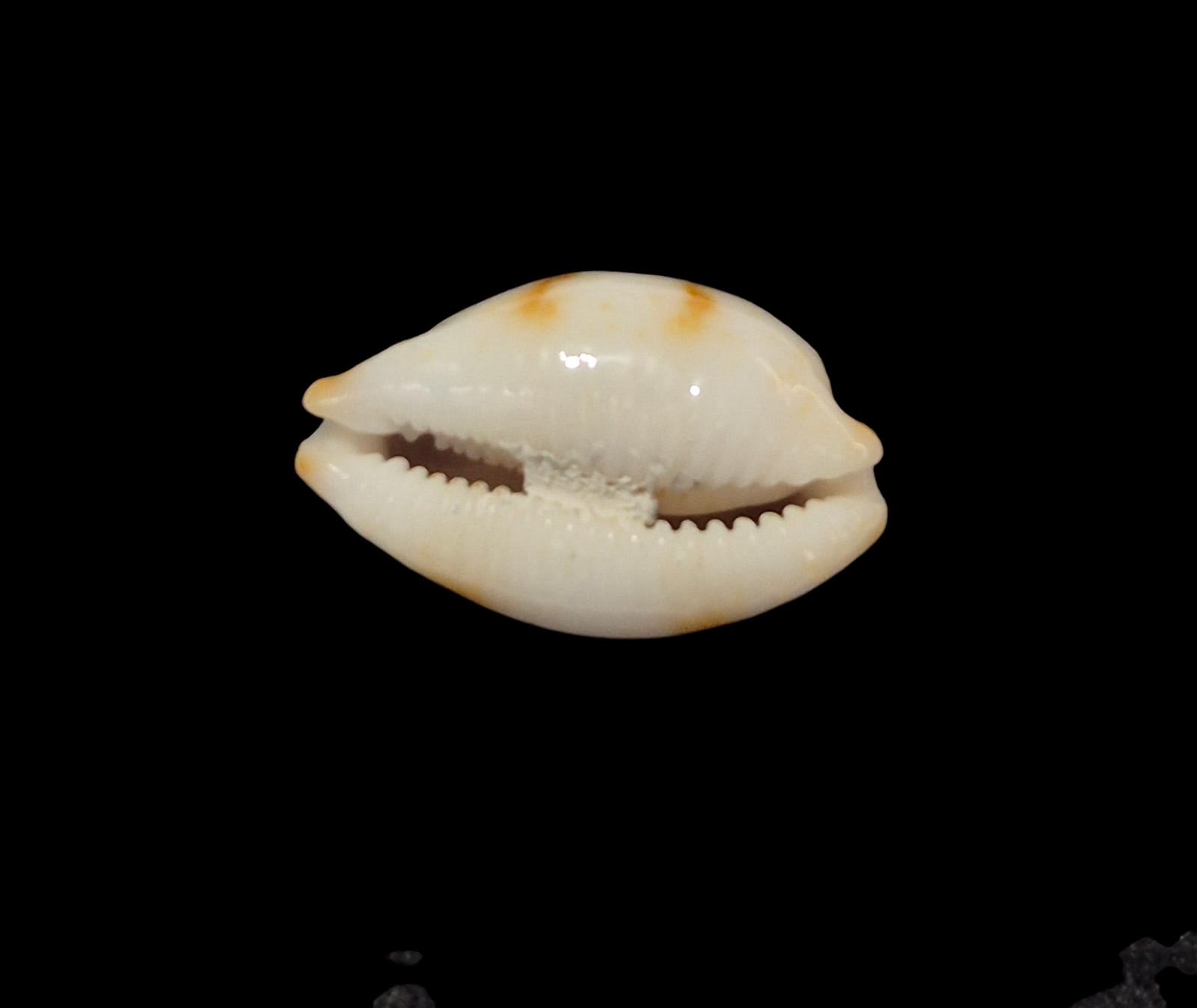 BC304 Bistolida brevidentata - Image 5
