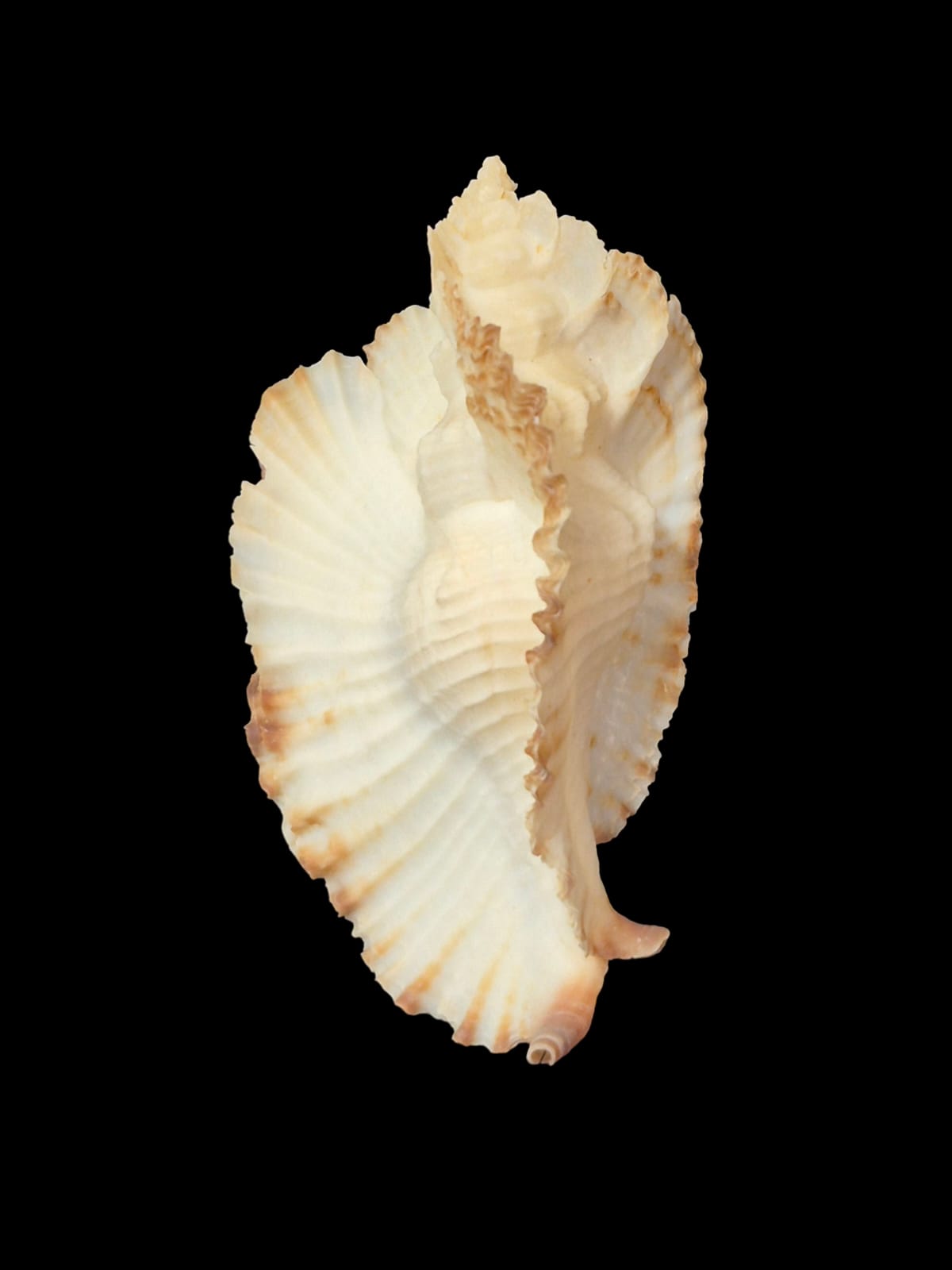 BC305 Timbellus bednalli w/o - Image 2