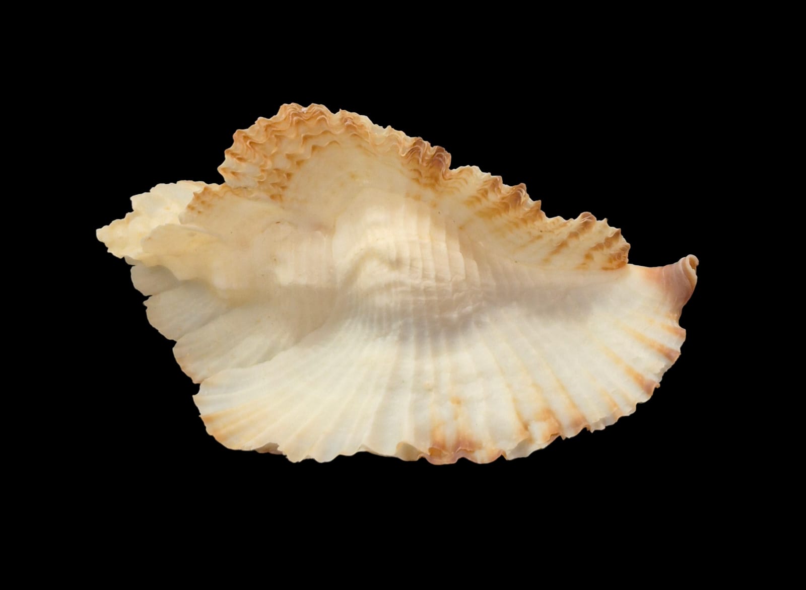 BC305 Timbellus bednalli w/o - Image 3