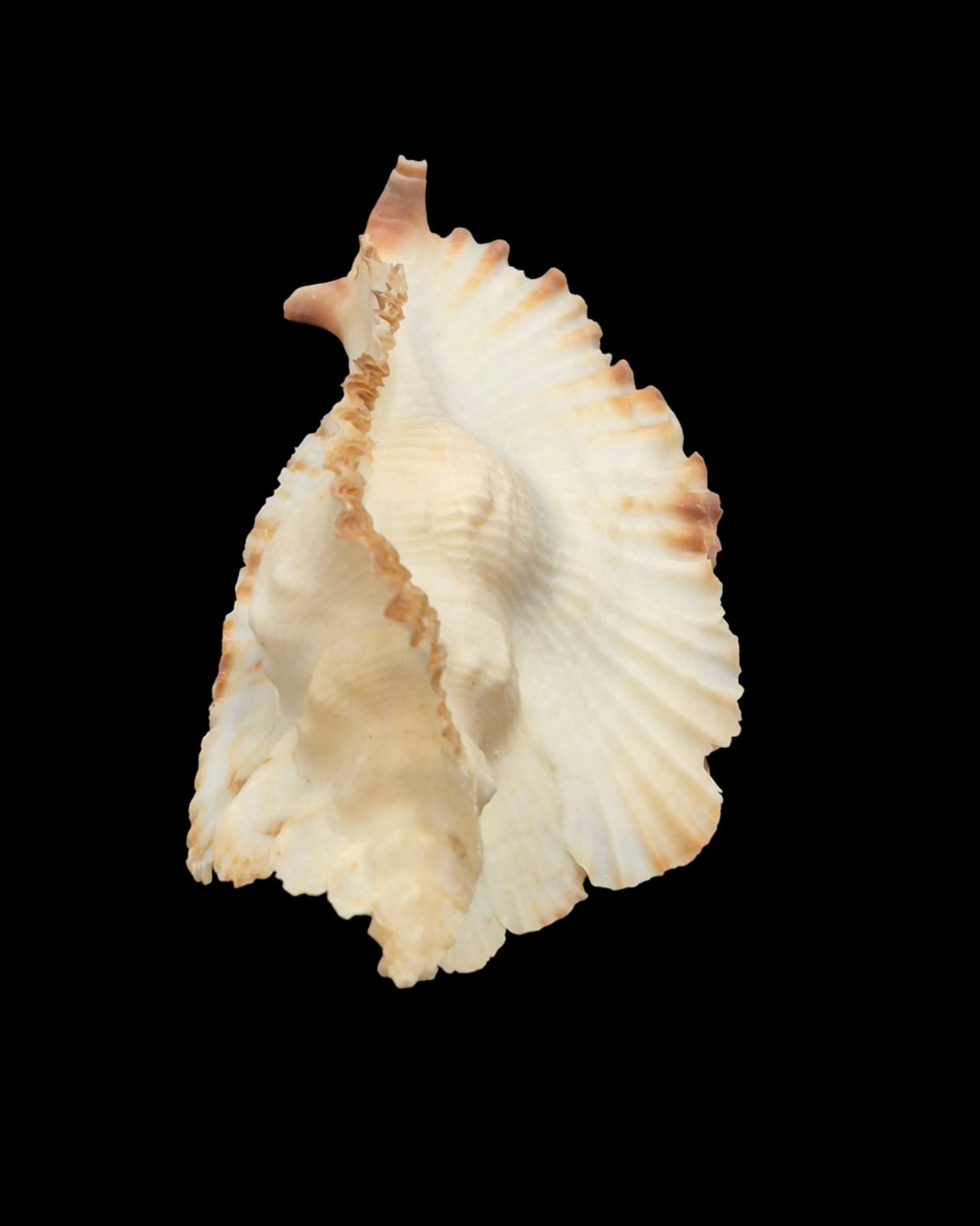 BC305 Timbellus bednalli w/o - Image 6
