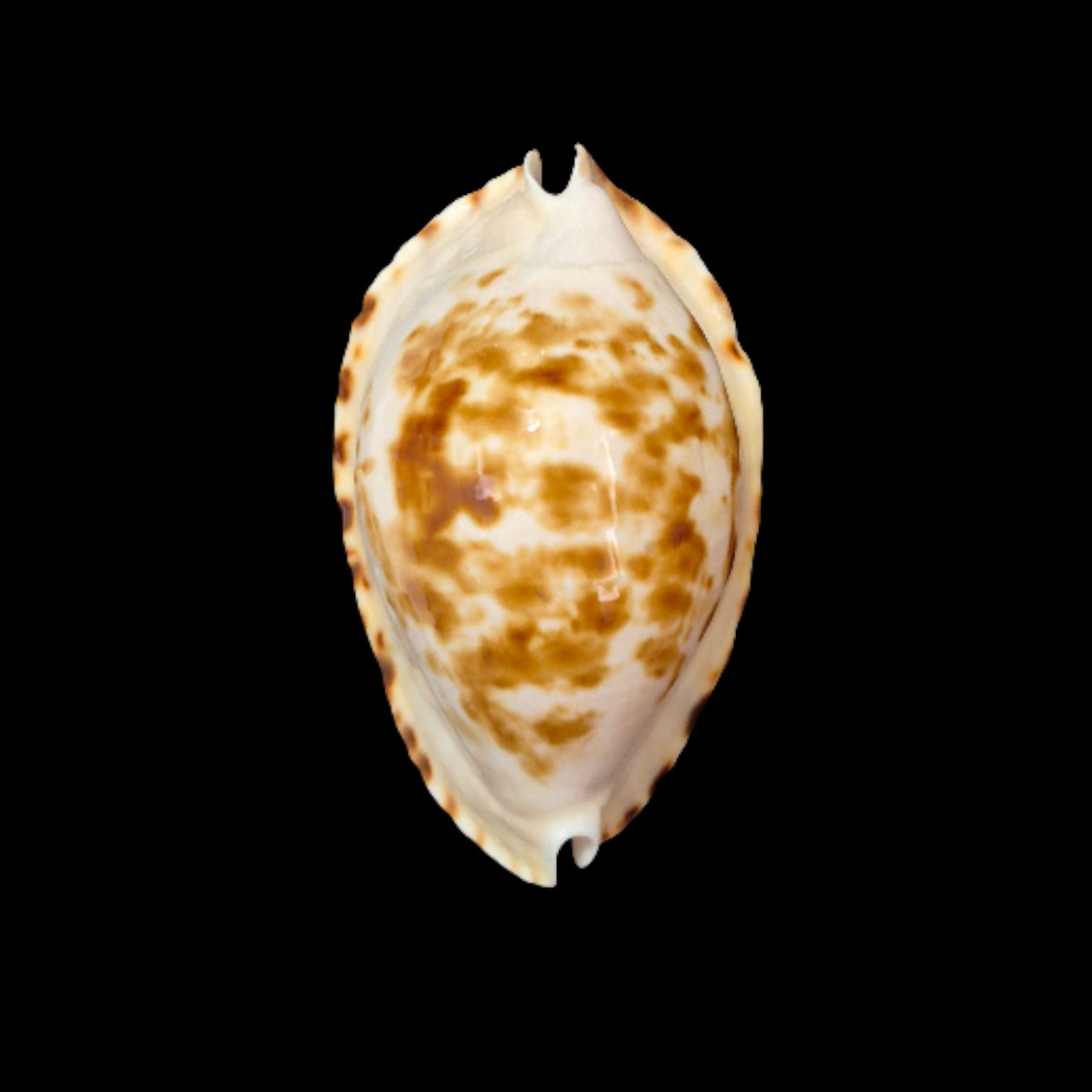 BC306 Zoila ketyana bataviensis - XXL SIZE