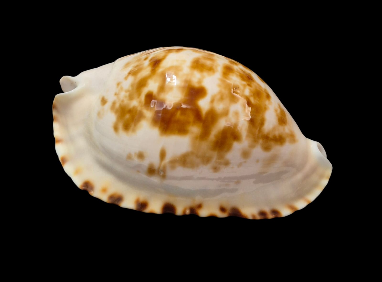 BC306 Zoila ketyana bataviensis - XXL SIZE - Image 2