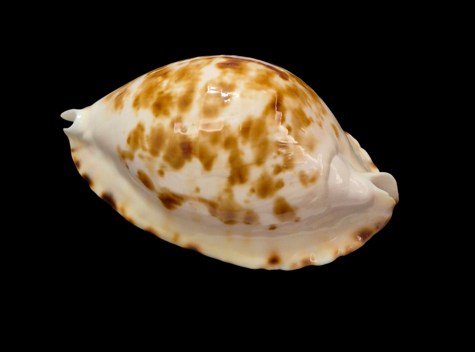 BC306 Zoila ketyana bataviensis - XXL SIZE - Image 3