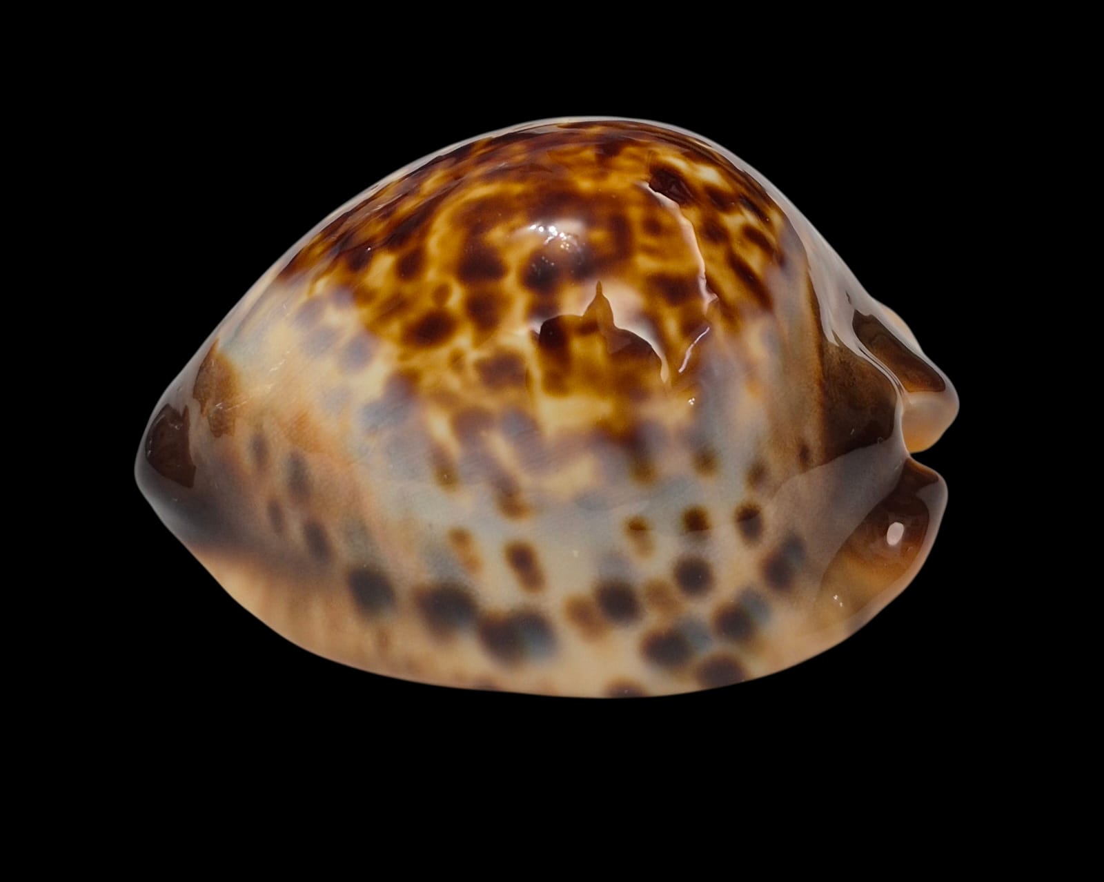 BC307 Zoila eludens - SELECTED - Image 2