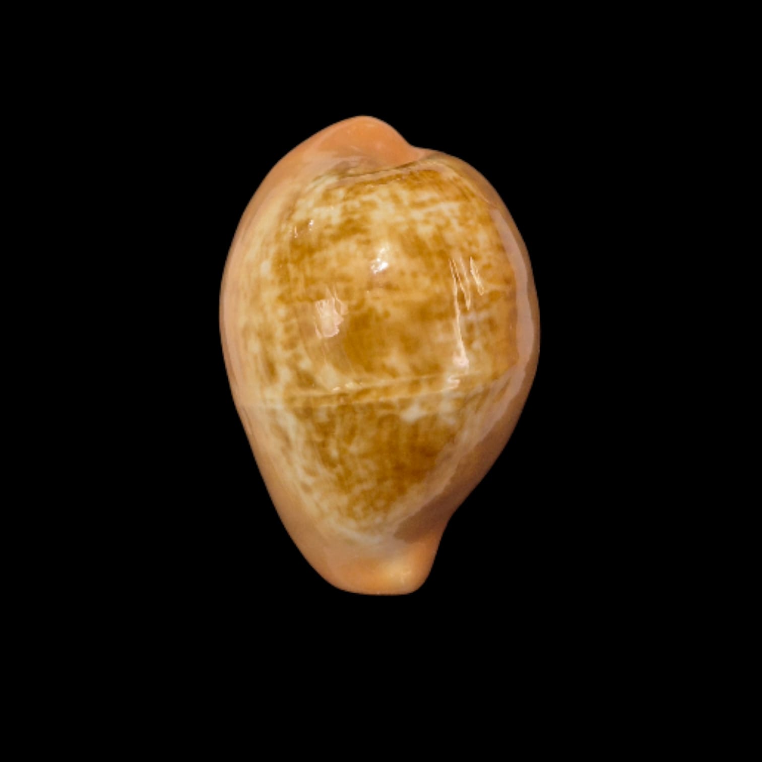 BC312 Zonaria pyrum - UNCOMMON SHAPE