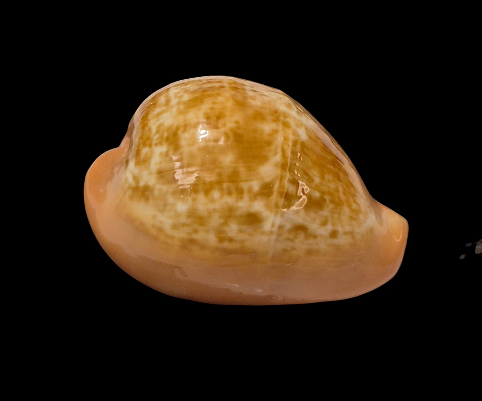 BC312 Zonaria pyrum - UNCOMMON SHAPE - Image 2